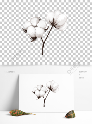 原创手绘写实插画棉花支持新疆棉花模板免费下载_psd格式_2000像素_编号39794459